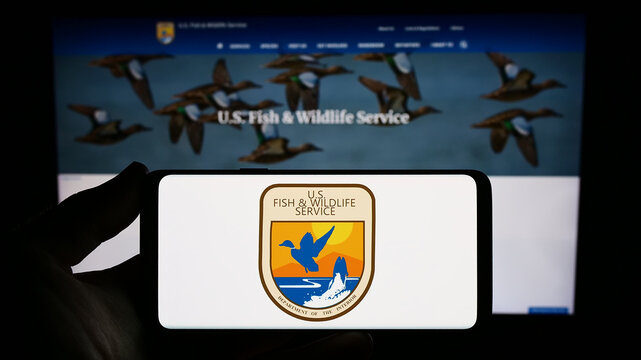Stuttgart, Germany - 09-17-2023: Person holding smartphone with seal of United States Fish and Wildlife Service (FWS) on screen in front of website. Focus on phone display.