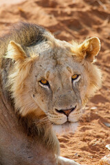 Portrait of  an young male Lion in the morning sun in Tsavo East National Park