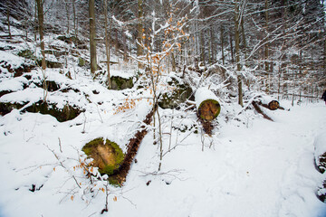 Logs in a winter forest, Karkonosze, Szklarska Poręba, Poland