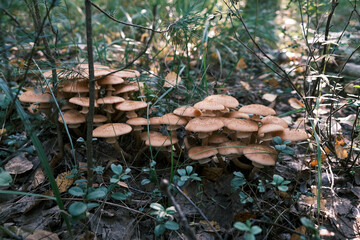 large number of honey mushrooms growing in dense grass in the forest