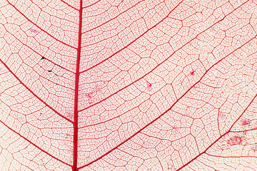 Fototapeta premium Macro photo of autumn foliage. pink leaf texture background