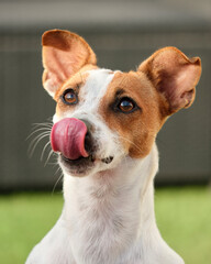 Close-up portrait of a Jack Russell breed dog