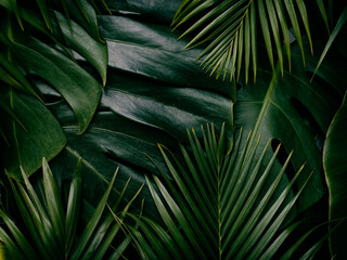 tropical leaf, green nature background