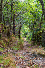 Path covered by vegetation and trees