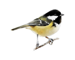 Hand-drawn watercolor coal tit illustration isolated on white background. Birds collection. Cole tit. Periparus ater