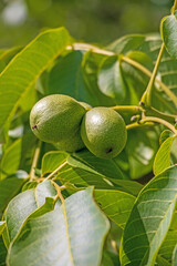 Walnuts hanging on the walnut branch
