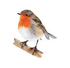 Hand-drawn watercolor European robin illustration isolated on white background. Birds collection. Erithacus rubecula