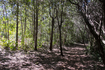 Bosque de laurisilva en el norte de la isla de Tenerife en Canarias