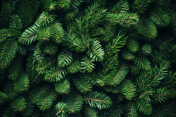 Green fir branches as decoration - obrazy, fototapety, plakaty
