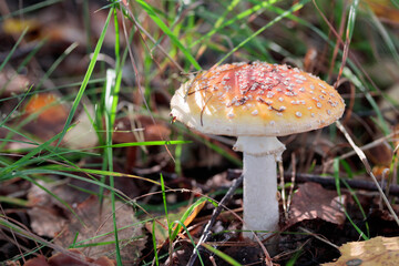Non-edible mashroom, fresh fly agaic in a autumn forest