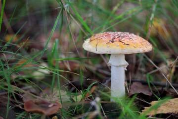 Non-edible mashroom, fresh fly agaic in a autumn forest