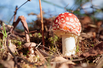 Non-edible mashroom, fresh fly agaic in a autumn forest