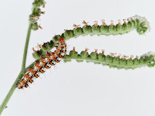 Hairy caterpillar on a white background. Crimson speckled flunkey. Utetheisa pulchella  