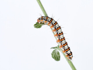 Hairy caterpillar on a white background. Crimson speckled flunkey. Utetheisa pulchella  