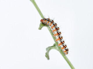 Hairy caterpillar on a white background. Crimson speckled flunkey. Utetheisa pulchella  