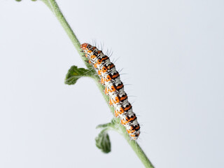 Hairy caterpillar on a white background. Crimson speckled flunkey. Utetheisa pulchella  