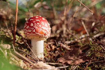 Non-edible mashroom, fresh fly agaic in a autumn forest