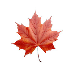 Maple Leaf Wall Art isolated on transparent background