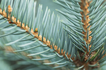 Blue spruce needles close up, macro.Selective focus. Blue pine background.