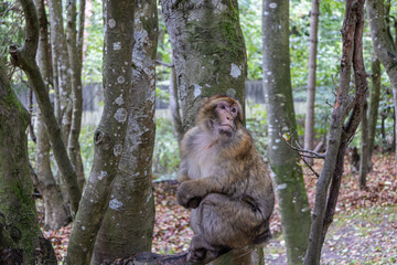 Neugieriger Affe im Wald