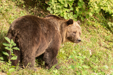 Bear on a green meadow in Zurich in Switzerland