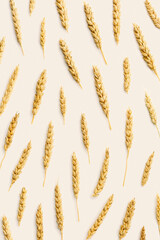 Minimal Pattern with ears of wheat, close up golden yellow wheat spikelets, natural texture food background. Top view composition, autumn season crop cereals, monochrome color creative vertical