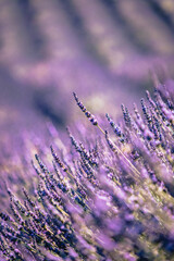Closeup of Lavender flowers in a field near Saint Nazaire le Desert in Drome, in the south of France