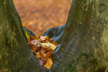 Fallen leaves on a tree in the autumn forest. Selective focus