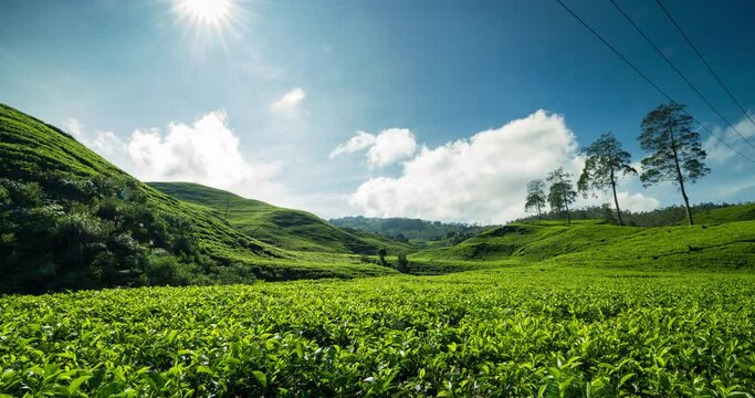 Timelapse of clouds rolling over the tea plantation
