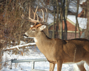 Obraz premium White-tailed Deer (Odocoileus virginianus) North American Mammal