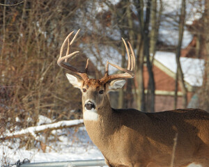 White-tailed Deer (Odocoileus virginianus) North American Mammal