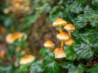mushrooms on a trunk in the forest