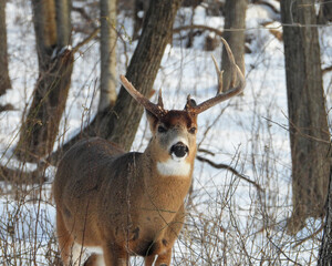 White-tailed Deer (Odocoileus virginianus) North American Mammal
