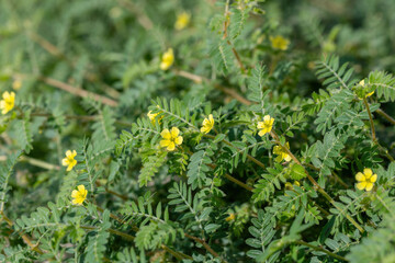 Macro image of Tribulus terrestris plant with flower