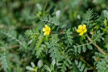 Macro image of Tribulus terrestris plant with flower