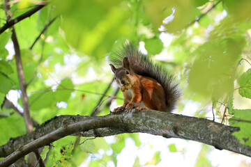 Naklejka na ściany i meble Red squirrel sitting on a tree branch in forest and nibbling walnut