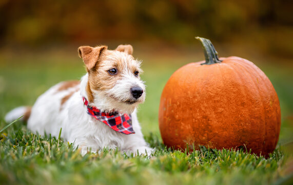 Cute dog looking in the grass with a pumpkin in autumn. Halloween, happy thanksgiving day or fall background.