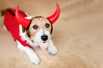 Funny happy halloween party dog in devil costume. Holiday background, banner with copy space.