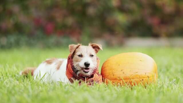 Happy dog smiling next to a pumpkin and wearing orange scarf in autumn. Halloween, fall or thanksgiving concept.