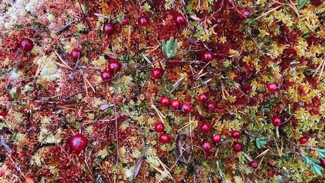 Large cranberry berries on a bush with red leaves. Cranberries ripen in a swamp in the northern lands. Marsh cranberries in the swamp, a lot of berries on a moss pillow. Harvesting berries