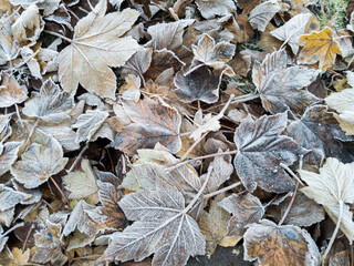 autumn leaves on the snow