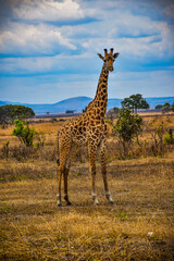 Majestueuse girafe se profilant sous le soleil africain