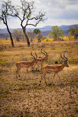Élégance naturelle : Trois Gazelles dans la Savane Tanzanienne