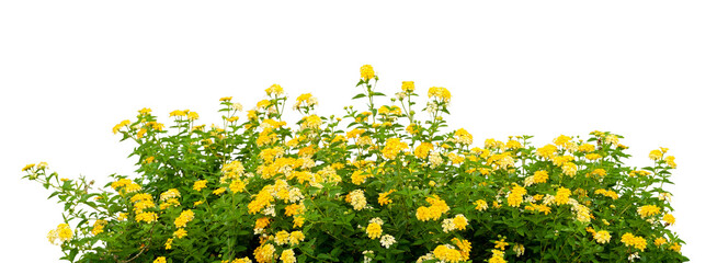 yellow flowers 
