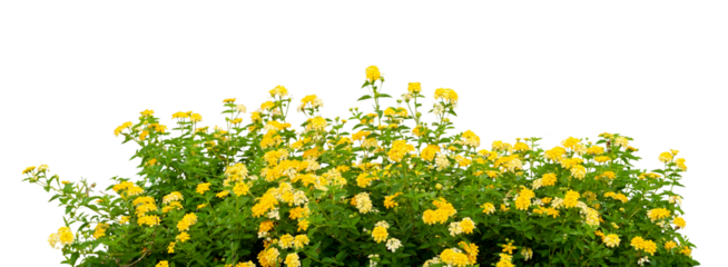 yellow flowers 