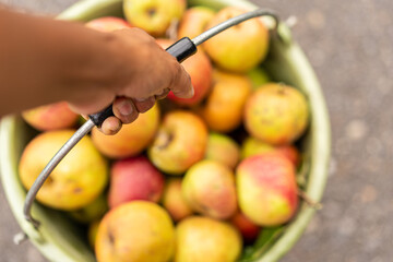 Top down closeup of a hand holding a green bucket full of Boskoop apple. Blurred background.