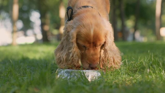 English Cocker Spaniel Eats Dry Dog Food from Metal Bowl on Lawn In Park with Green Grass