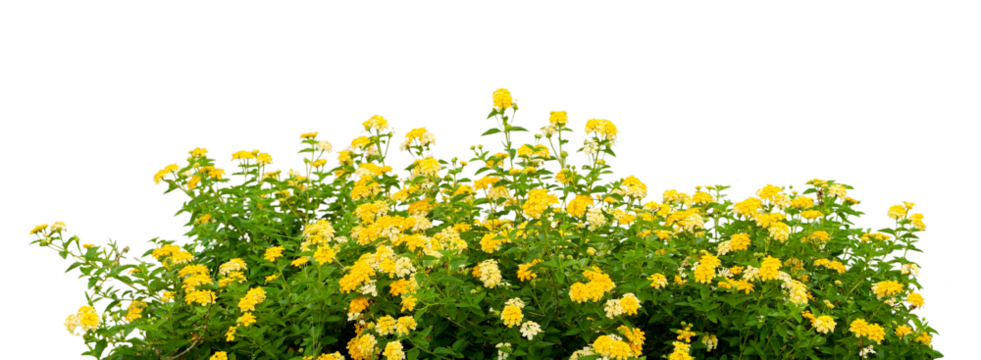 yellow flowers 