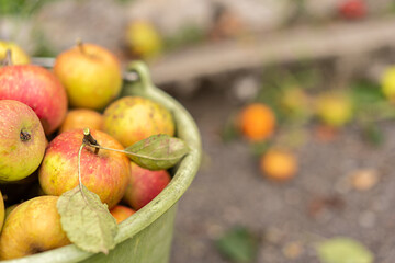 Closeup of green bucket full of big Boskoop apple. Blurred background.