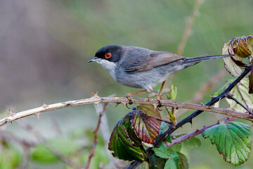 Sardinian warbler (Sylvia melanocephala). 